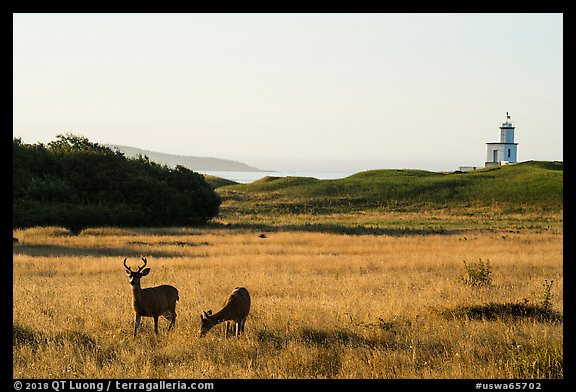 Deer, meadow and Cattle Point Lighthouse at sunrise, San Juan Island. Washington (color)