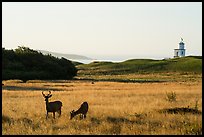 Deer, meadow and Cattle Point Lighthouse at sunrise, San Juan Island. Washington ( color)
