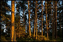 Pine trees near Iceberg Point at sunset, Lopez Island. Washington ( color)