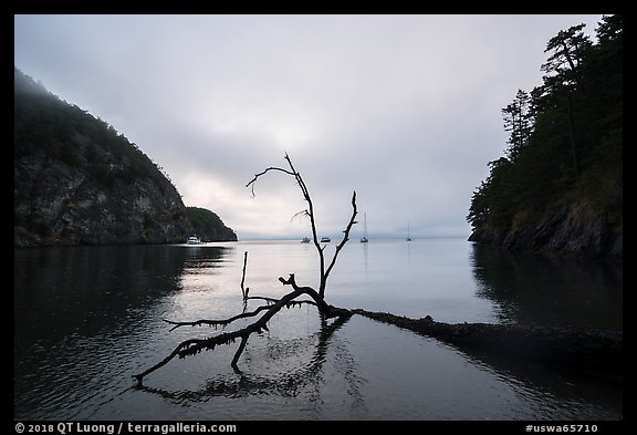 Fallen tree and Watmough Bay, Lopez Island. Washington (color)