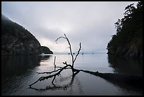 Fallen tree and Watmough Bay, Lopez Island. Washington ( color)