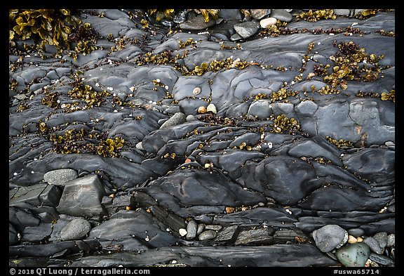 Close-up of pebbles and seaweed on rock slab, Watmough Bay, Lopez Island. Washington (color)