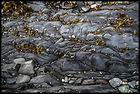 Close-up of pebbles and seaweed on rock slab, Watmough Bay, Lopez Island. Washington ( color)