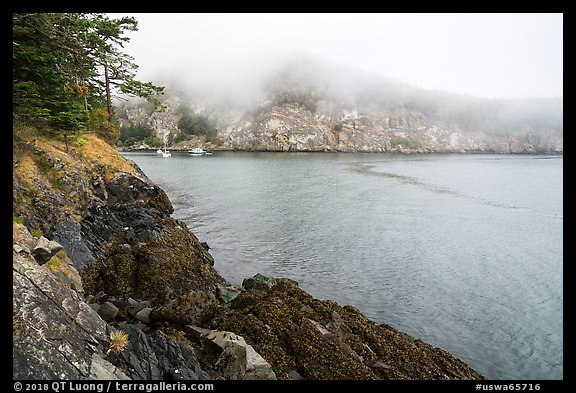 Watmough Bay in fog, Lopez Island. Washington (color)