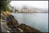 Watmough Bay in fog, Lopez Island. Washington ( color)