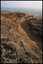 Wildflowers and cliff, Saddle Mountain, Hanford Reach National Monument. Washington ( color)
