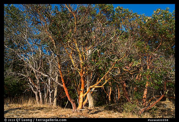 Madrone trees with orange peeling bark, Lime Point State Park, San Juan Island. Washington (color)