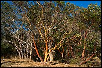 Madrone trees with orange peeling bark, Lime Point State Park, San Juan Island. Washington ( color)