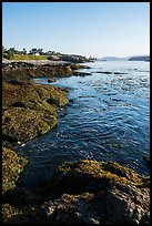 Coastline, strait with kelp, Cattle Point NRCA, San Juan Islands National Monument. Washington ( color)
