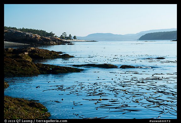 Strait with kelp, Cattle Point Natural Resources Conservation Area, San Juan Islands National Monument. Washington (color)