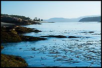Strait with kelp, Cattle Point Natural Resources Conservation Area, San Juan Islands National Monument. Washington ( color)