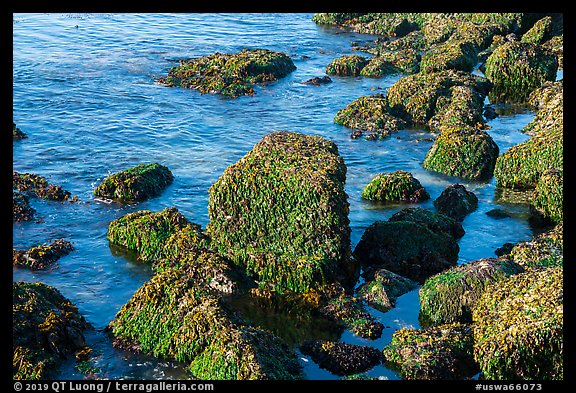 Rocks covered with seaweed, San Juan Islands National Monument, San Juan Island. Washington (color)