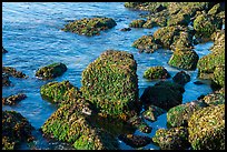 Rocks covered with seaweed, San Juan Islands National Monument, San Juan Island. Washington ( color)