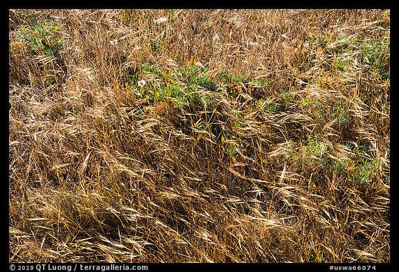 Close-up of summer grasses, Cattle Point, San Juan Islands National Monument, San Juan Island. Washington (color)