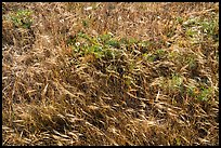 Close-up of summer grasses, Cattle Point, San Juan Islands National Monument, San Juan Island. Washington ( color)