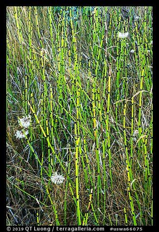 Close-up of grasses and flowers, Cattle Point NRCA, San Juan Islands National Monument, San Juan Island. Washington (color)