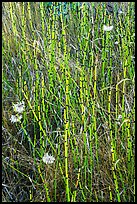 Close-up of grasses and flowers, Cattle Point NRCA, San Juan Islands National Monument, San Juan Island. Washington ( color)