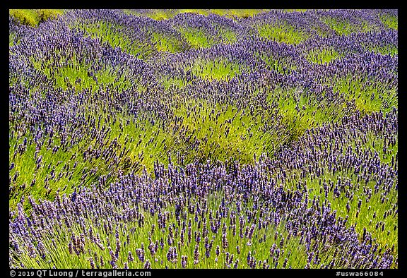 Lavender flowers, San Juan Island. Washington (color)