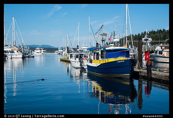 Friday Harbor marina with harbor seal, San Juan Island. Washington (color)