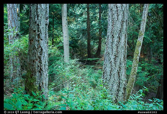Old growth forest, Moran State Park. Washington (color)