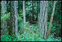 Old growth forest, Moran State Park. Washington ( color)