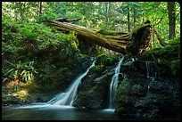 Waterfall and fallen tree, Cascade Creek, Moran State Park. Washington ( color)