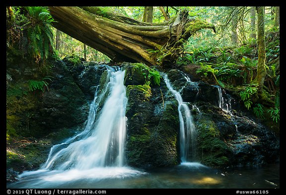 Rustic Falls, Cascade Creek, Moran State Park. Washington (color)