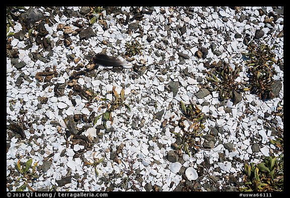 Broken seashells, Indian Island, San Juan Islands National Monument, Orcas Island. Washington (color)