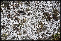 Broken seashells, Indian Island, San Juan Islands National Monument, Orcas Island. Washington ( color)