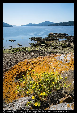 Wildflowers and lichen-covered rocks on Indian Island, San Juan Islands National Monument, Orcas Island. Washington (color)