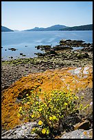 Wildflowers and lichen-covered rocks on Indian Island, San Juan Islands National Monument, Orcas Island. Washington ( color)