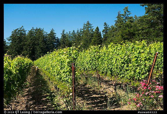 Vineyard, Lopez Island. Washington (color)