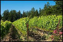 Vineyard, Lopez Island. Washington ( color)