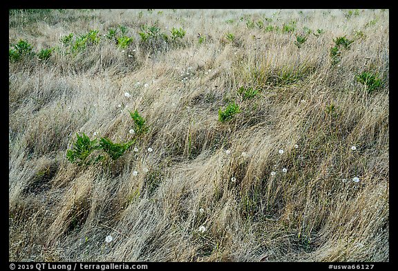 Close up of grasses and dandelions, San Juan Islands National Monument, Lopez Island. Washington (color)