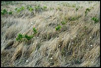 Close up of grasses and dandelions, San Juan Islands National Monument, Lopez Island. Washington ( color)