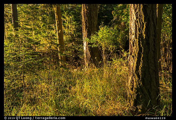 Forest with late light, San Juan Islands National Monument, Lopez Island. Washington (color)