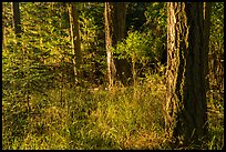 Forest with late light, San Juan Islands National Monument, Lopez Island. Washington ( color)