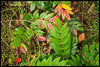 Close-up of leaves on forest floor, San Juan Islands National Monument, Lopez Island. Washington ( color)
