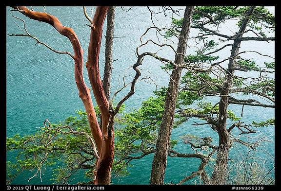 Madrone and pine trees, Watmough Bay, San Juan Islands National Monument, Lopez Island. Washington (color)