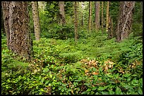 Ferns and forest, San Juan Islands National Monument, Lopez Island. Washington ( color)