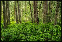 Forest near Point Coville, San Juan Islands National Monument, Lopez Island. Washington ( color)