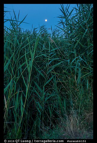 Aquatic plants and moon, Wahluke Ponds, Hanford Reach National Monument. Washington (color)