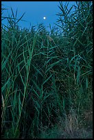 Aquatic plants and moon, Wahluke Ponds, Hanford Reach National Monument. Washington ( color)