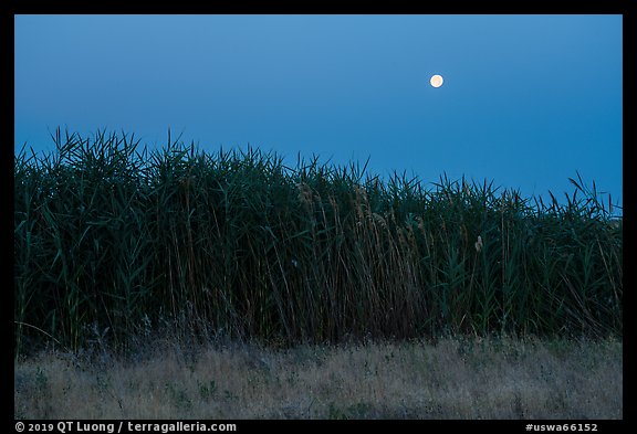 Tall reeds and moon, Hanford Reach National Monument. Washington (color)