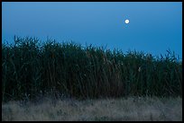 Tall reeds and moon, Hanford Reach National Monument. Washington ( color)