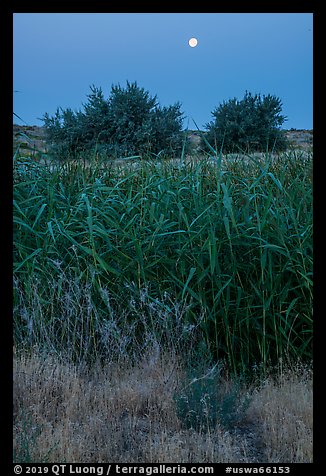 Wahluke Ponds riparian habitat and moon, Hanford Reach National Monument. Washington (color)