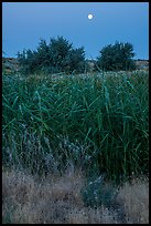 Wahluke Ponds riparian habitat and moon, Hanford Reach National Monument. Washington ( color)