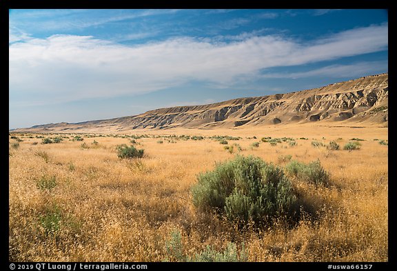 Grasses and cliffs in summer, Ringold Unit, Hanford Reach National Monument. Washington (color)