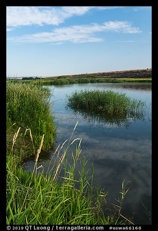 Aquatic grasses on the banks of Columbia River, Ringold Unit, Hanford Reach National Monument. Washington (color)