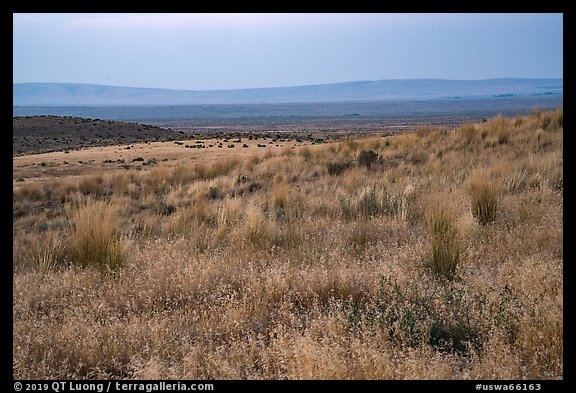 Sub-steppe grasses and distant Saddle Mountain, Hanford Reach National Monument. Washington (color)